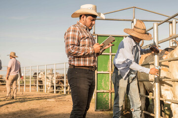 A man with a tablet in his hands uses technology on the farm to better control vaccinated cattle.