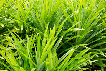 Green pandan leaves in the garden.