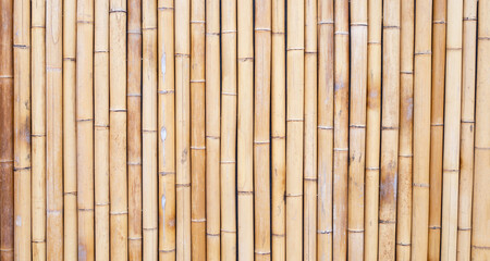Yellow bamboo texture. Dried bamboo wall or fence background