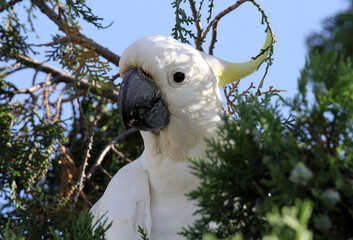 Sulphur-crested cockatoo parrot bird sitting in a pine tree