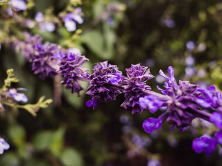 Fototapeta premium Purple flower