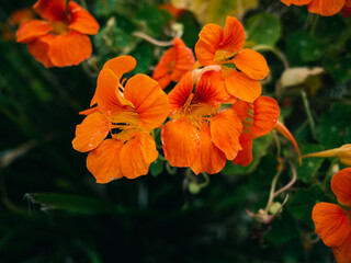 Nasturtium flower