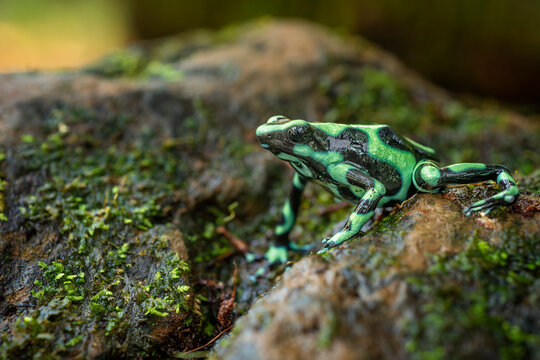 Rana Venenosa Verdinegra
Dendrobates auratus 
Green And Black Poison Dart Frog