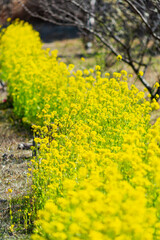道路沿いの菜の花	