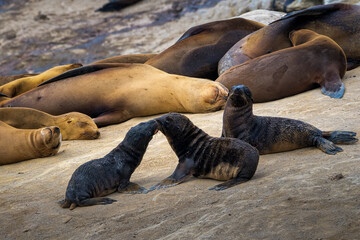 2022-12-26 THREE SEAL PUPS PLAYING IN THE SAND IN FRONT OF ADULT SEALS SLEEPING IN LA JOLLA CALIFORNIA