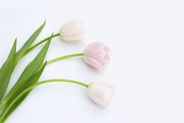 White pink tulips on white background.