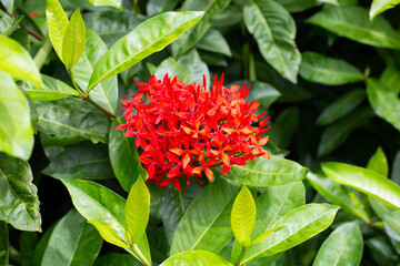 Ixora flower in the garden