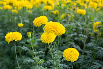 Yellow marigold flower in garden