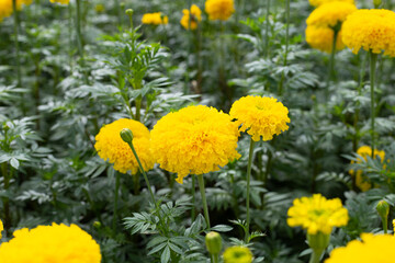 Yellow marigold flower in garden