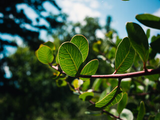 green leaves