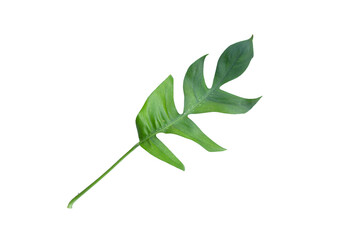Monstera adansonii or monstera deliciosa liebm leaves on white background. Copy space