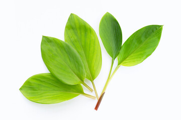 Fingerroot leaves on a white background.