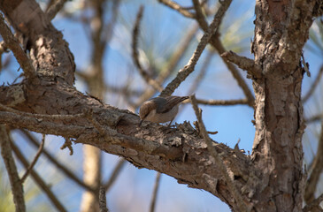 Brown Headed Nuthatch