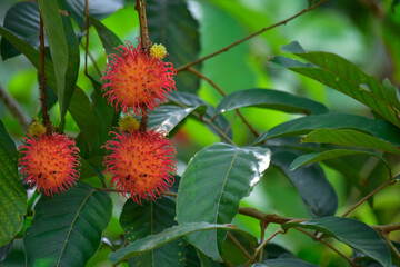 rambutan, fruit, berry, red, raspberry, leaf, strawberry, garden, tree, sweet, berries,