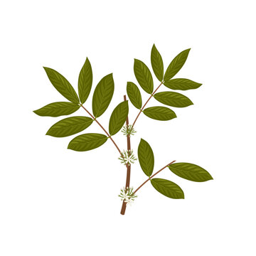 french tarragon herb plant Bonnie Plants French Tarragon