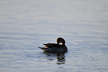 Gadwall, aka Mareca strepera Preening 