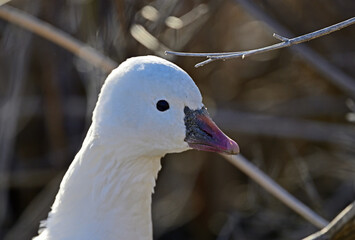 Snow Goose, Anser caerulescens Portrait or closeup 