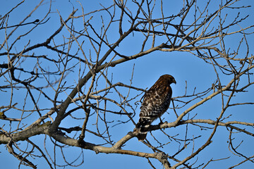 Raptor or Hawk resting in Tree
