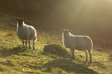 Fototapeta premium Sheep at sunrise