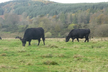 herd of cows