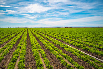 Salton Sea area landscape series, Vegetable farm, carrot field,  in Imperial Valley, Southern...