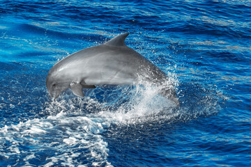 Fototapeta premium Dolphin splashing in the water . Fish jumping into the sea