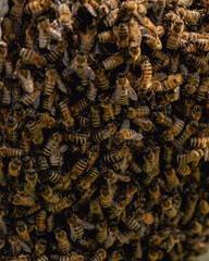 bee colony on tree stump