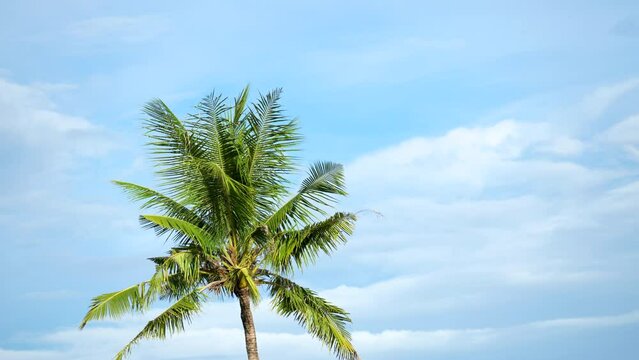 One Coconut Palm Tree Swaying Fronds in Slow motion Against Blue Sky With White Clouds - static