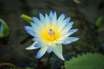 青いスイレンの花びら