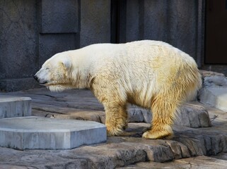 人気者の北極熊