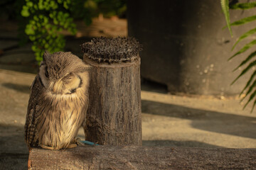夕日に伸びる眠っているフクロウの影