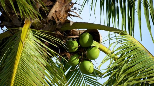 Palm Tree With Green Coconuts Sways in the Wind in Florida - Close-up