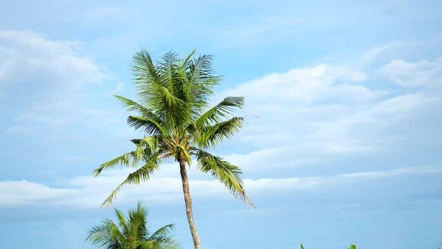 One palm tree sways in the wind against a background of blue sky with purple white clouds in slow motion