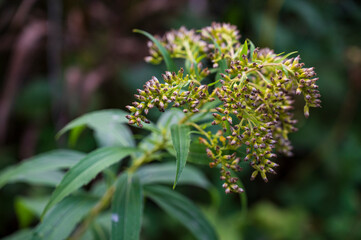 Small brown-green flower buds on green plant.