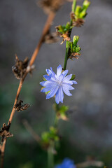 Detail of blue-green flower of Cichorium pumilum plant.