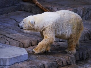人気者の北極熊