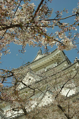 桜咲く春の大垣城