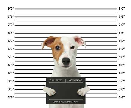 Arrested Jack Russel Terrier with mugshot board against height chart. Fun photo of criminal