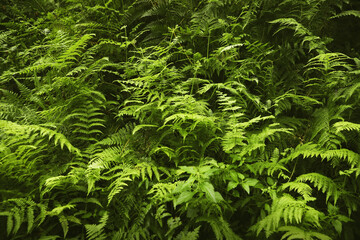 Beautiful green fern leaves in wild forest