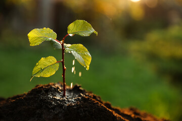 Wet seedling growing in fresh soil outdoors, closeup. Planting tree. Space for text
