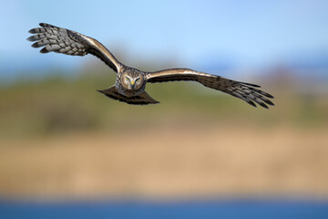 Northern harrier in flight
Shizuoka Japan