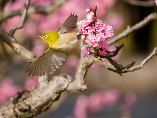 紅梅の花から飛び出すメジロ
