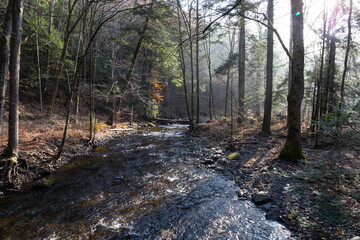 Flowing stream through a foggy forest in the early morning light, horizontal aspect