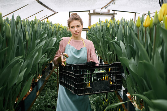 Portrait of attractive Caucasian girl holding plastic box with fresh cut yellow tulips in greenhouse and looking at camera