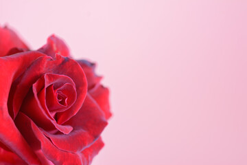 Red rose flower on natural light background.