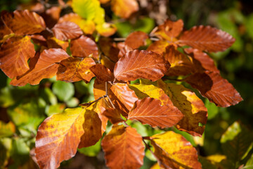 Autumnally coloured leaves on a branch of the beech, Fagus, in sunlight