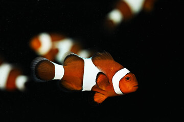 Common Clownfish (Amphiprion ocellaris) in black background 