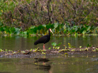 Bare-faced Ibis foraging  in muddy marsh in Pantanal, Brazil
