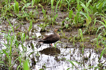 水辺のカルガモ