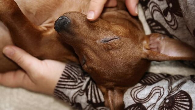 Young mini pinscher puppies are warm and cozy. 